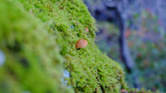 Tiny mushroom