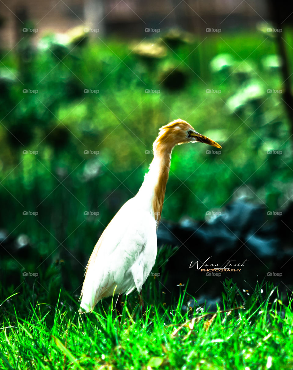 Stork in rice field