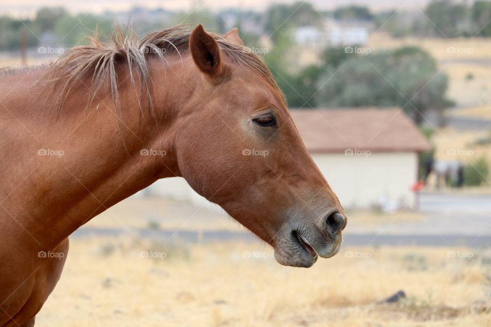 Wild mustang colt
Wild horses in the Sierra Nevada mountains and desert