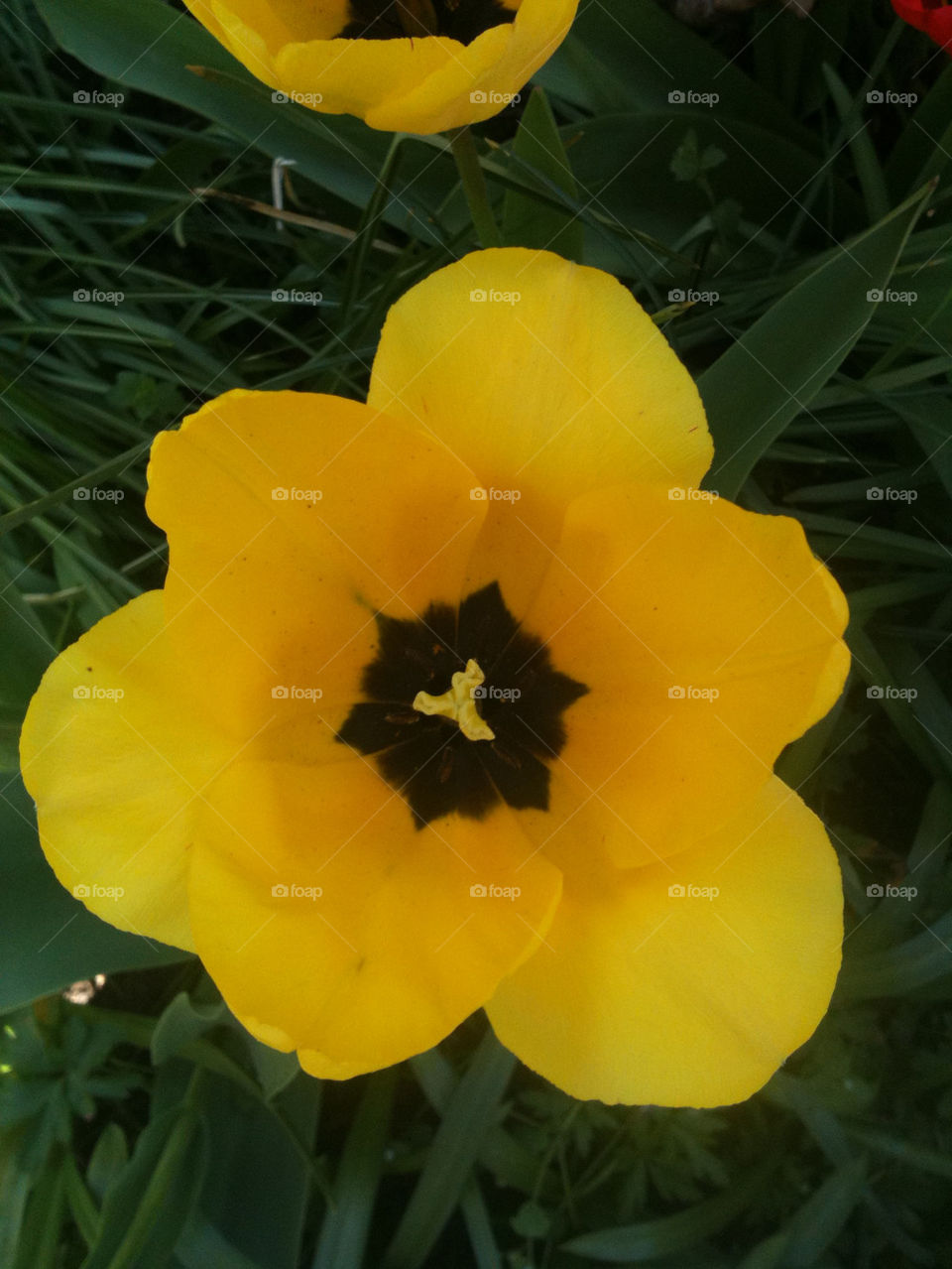 spring garden yellow herbs by gitt123