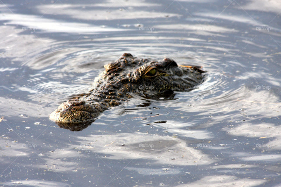 “Come on and Jump in! The Water’s Perfect!” A patiently waiting Crocodile in the Okavango Delta, Botswana