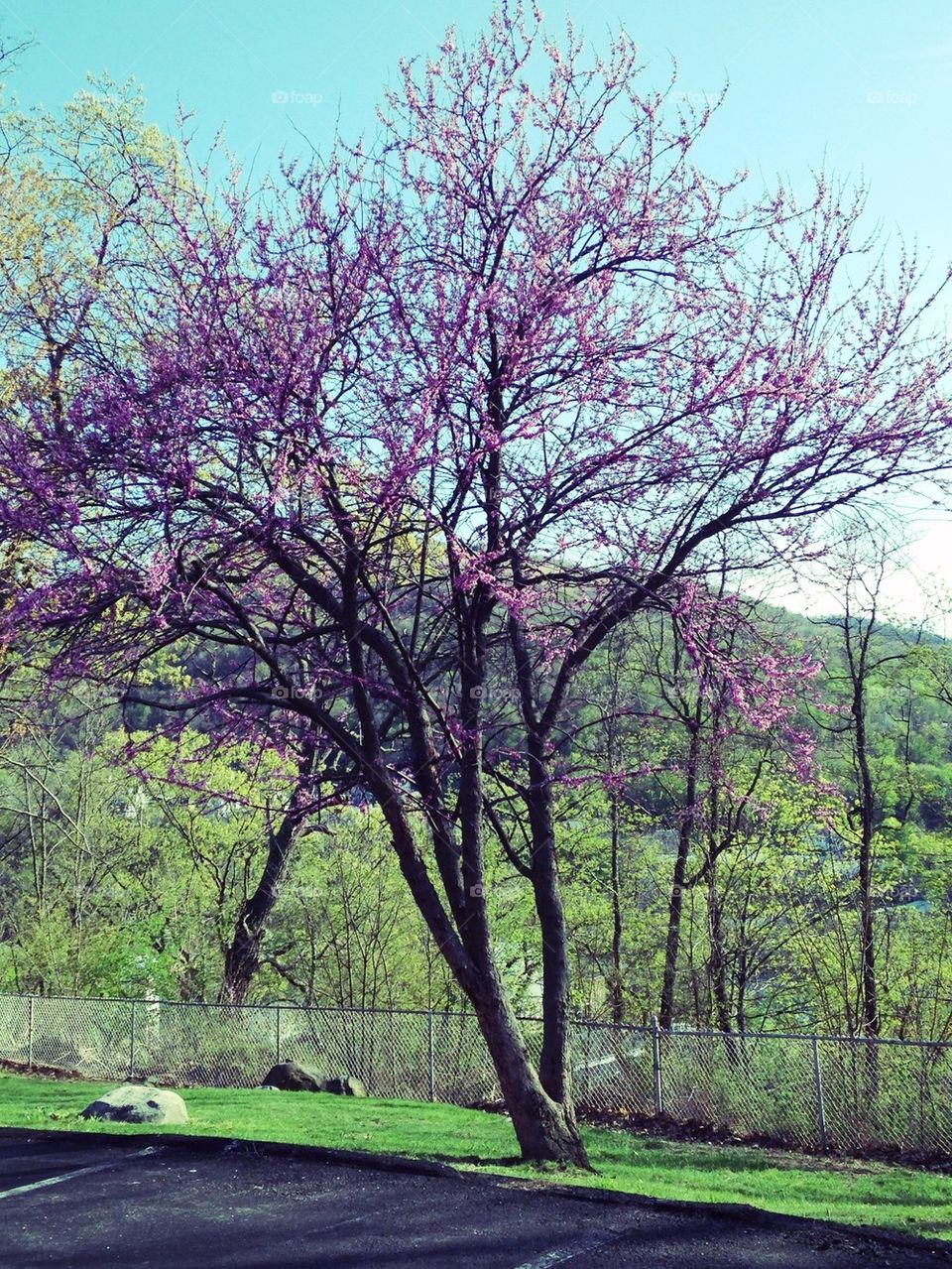 Purple Tree