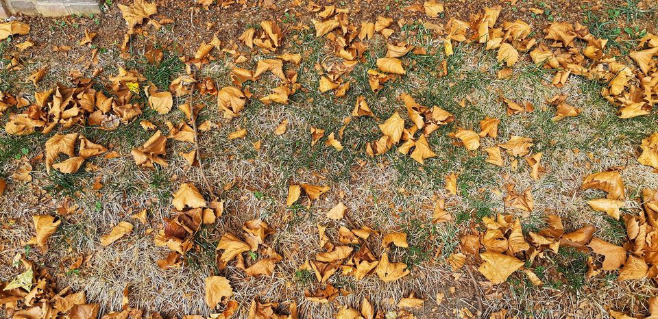 on my way to work theres these crispy colored leaves showing the first signs of autumn.