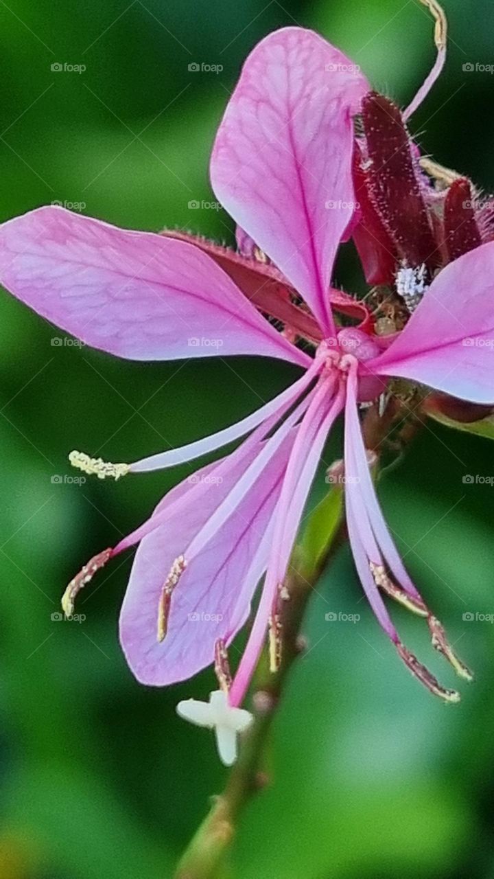 beautiful flower.