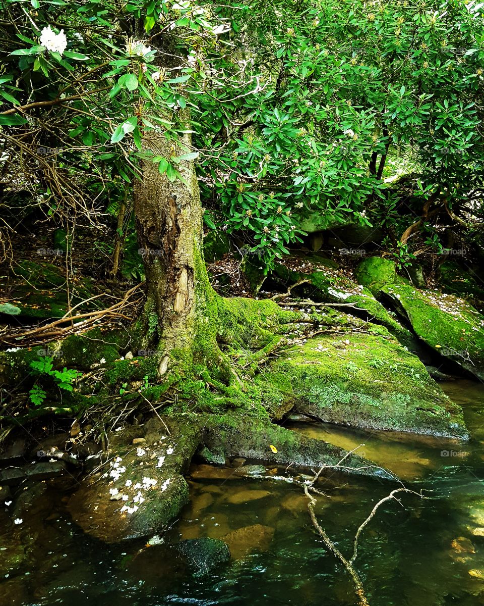 Where fairies go to play along the forest riverbank.