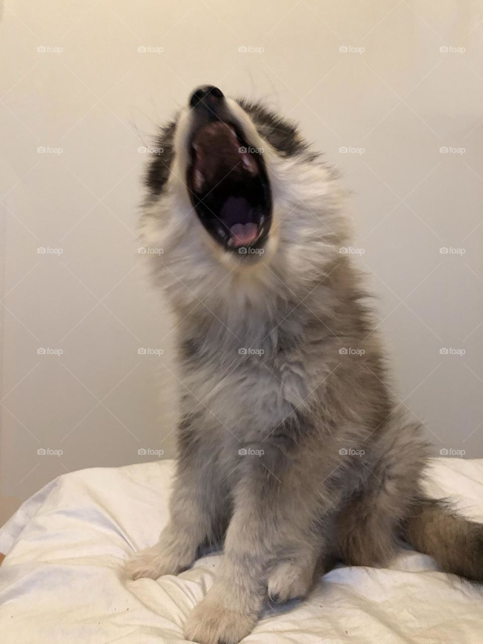 Portrait of a young Finnish Lapphund puppy 