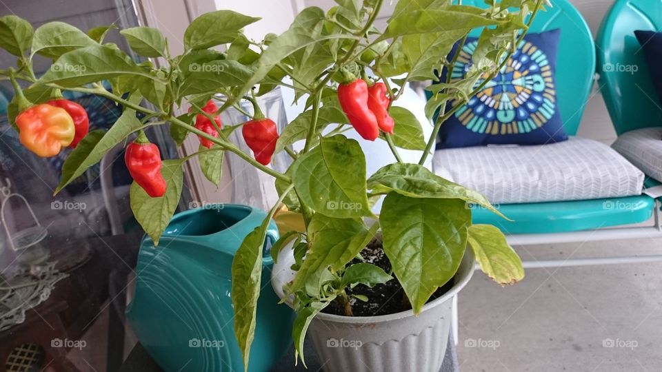 Peppers growing on balcony