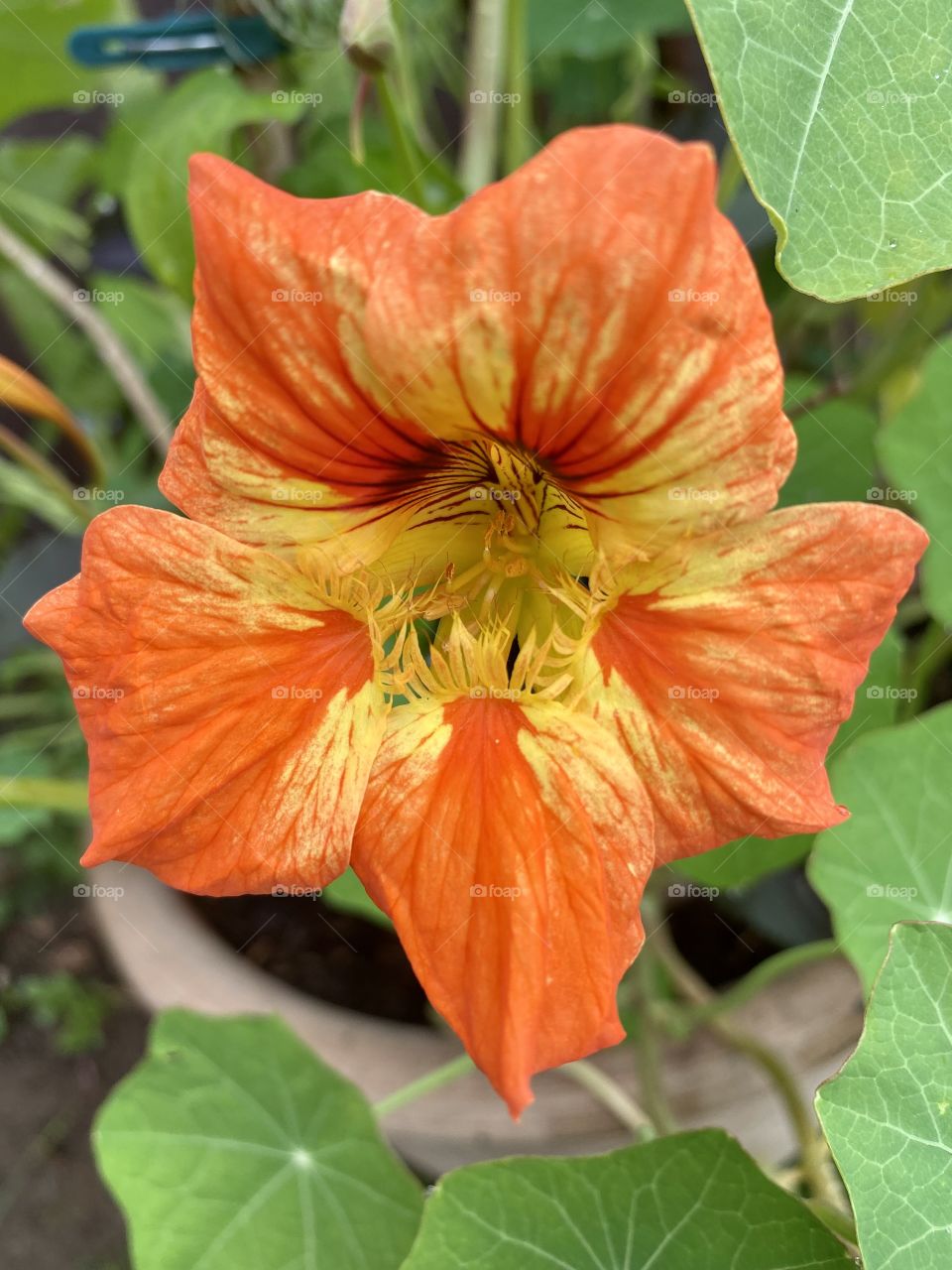 Nasturtium 