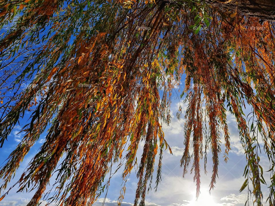 Plants - sunshine leaves