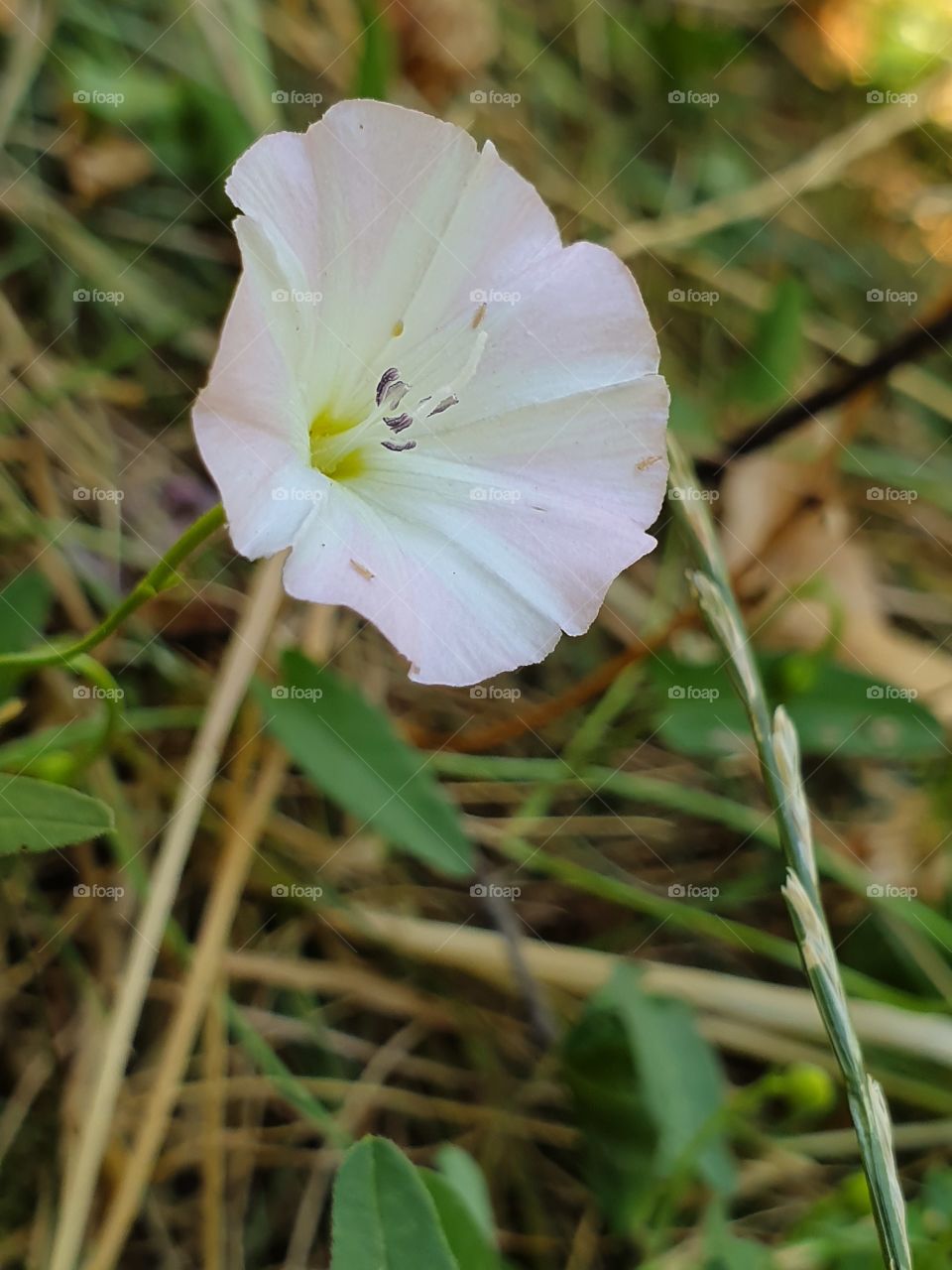 tender white and pink flower with insects