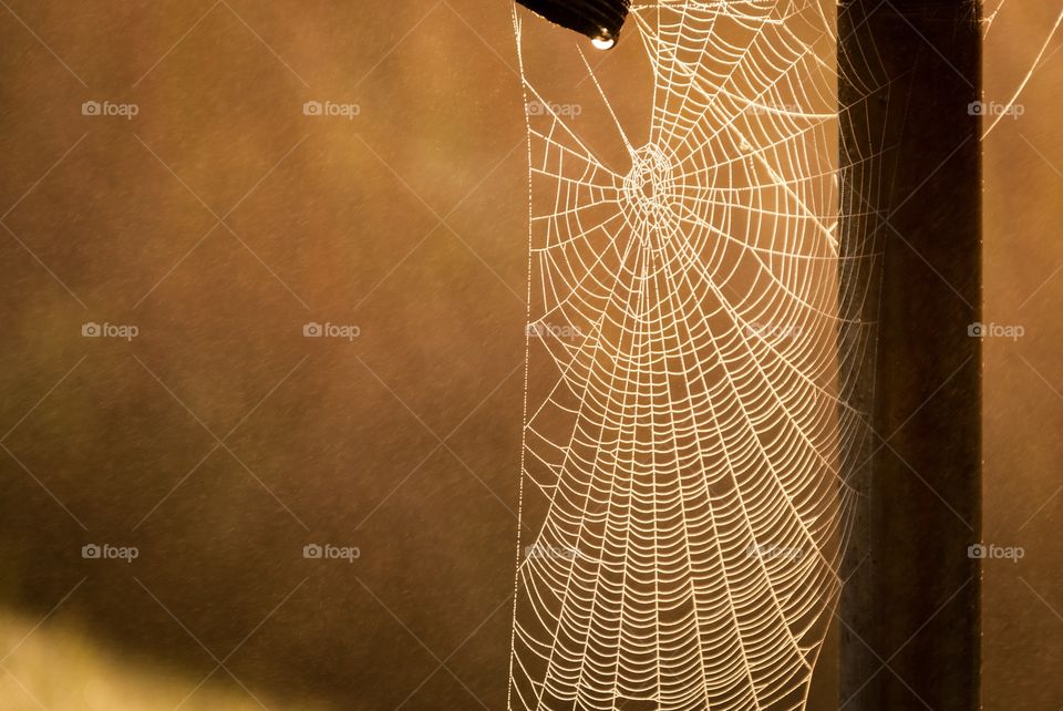 Spiderweb in the morning light. The morning sun was coming through the fog and nicely backlit this spider web.