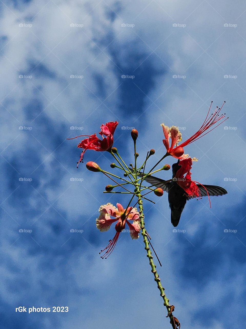 hovering doctor bird