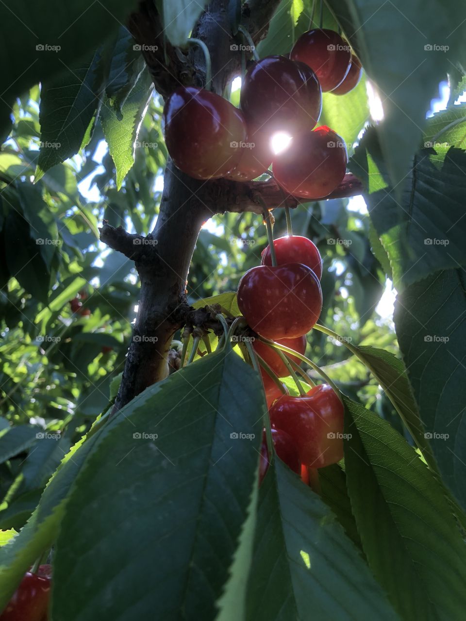 Rainier Cherries on the tree, Kennewick, Tri-Cities, WA