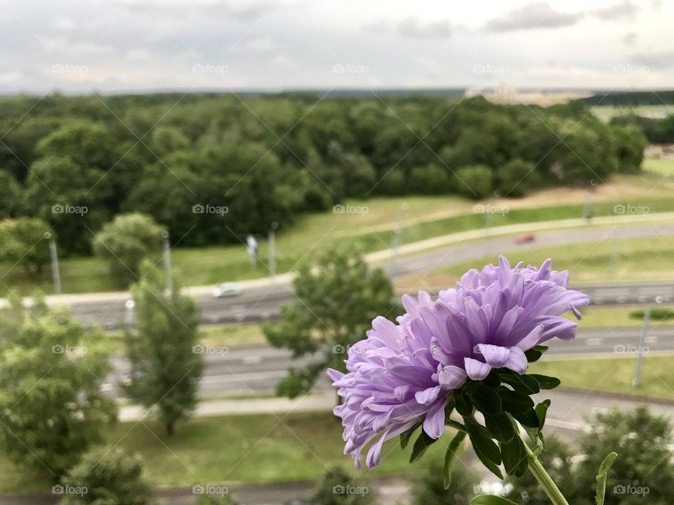 Summer from my windows 