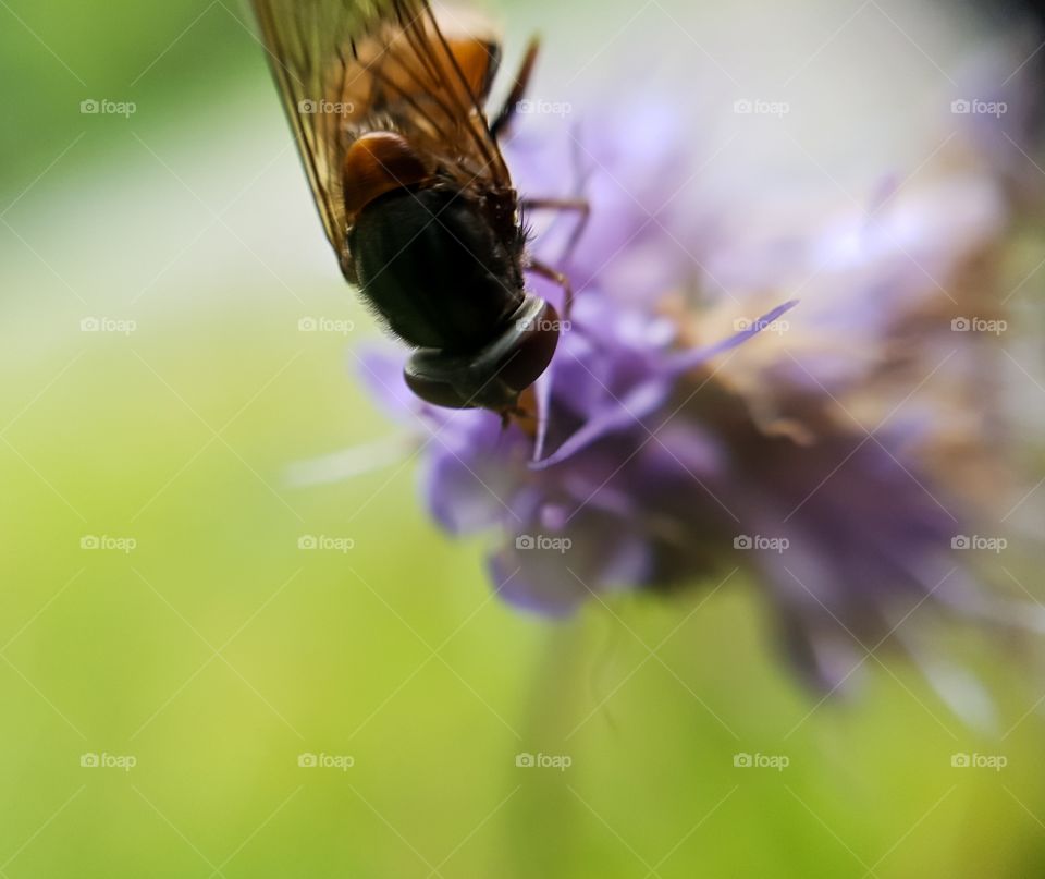 Fly and flower