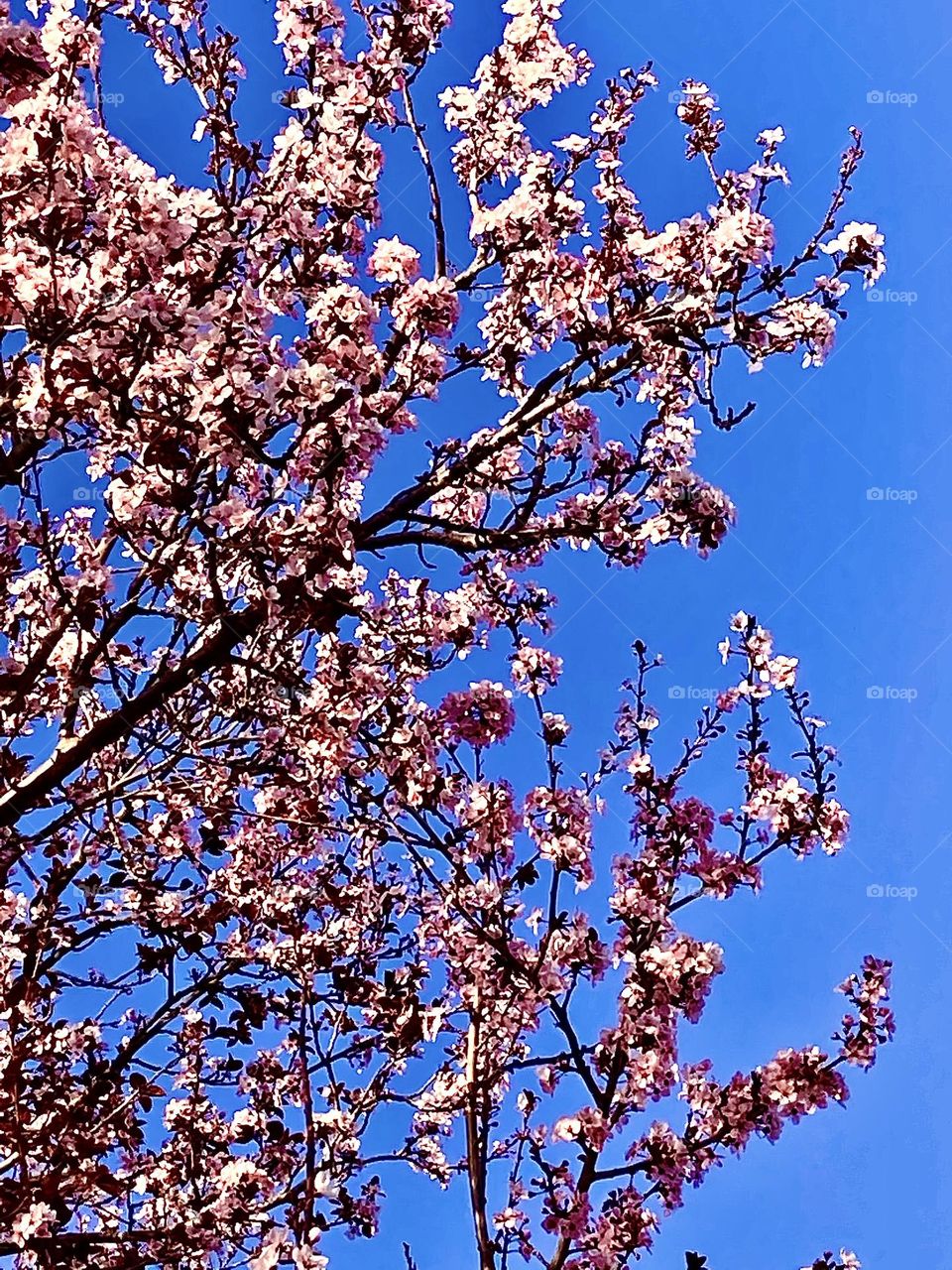Spring time plum blossoms 