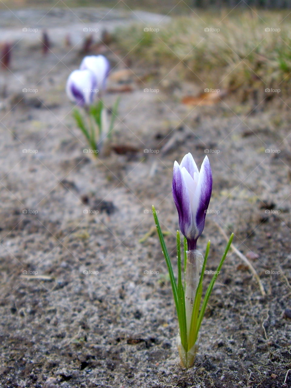 Gwowing small flower