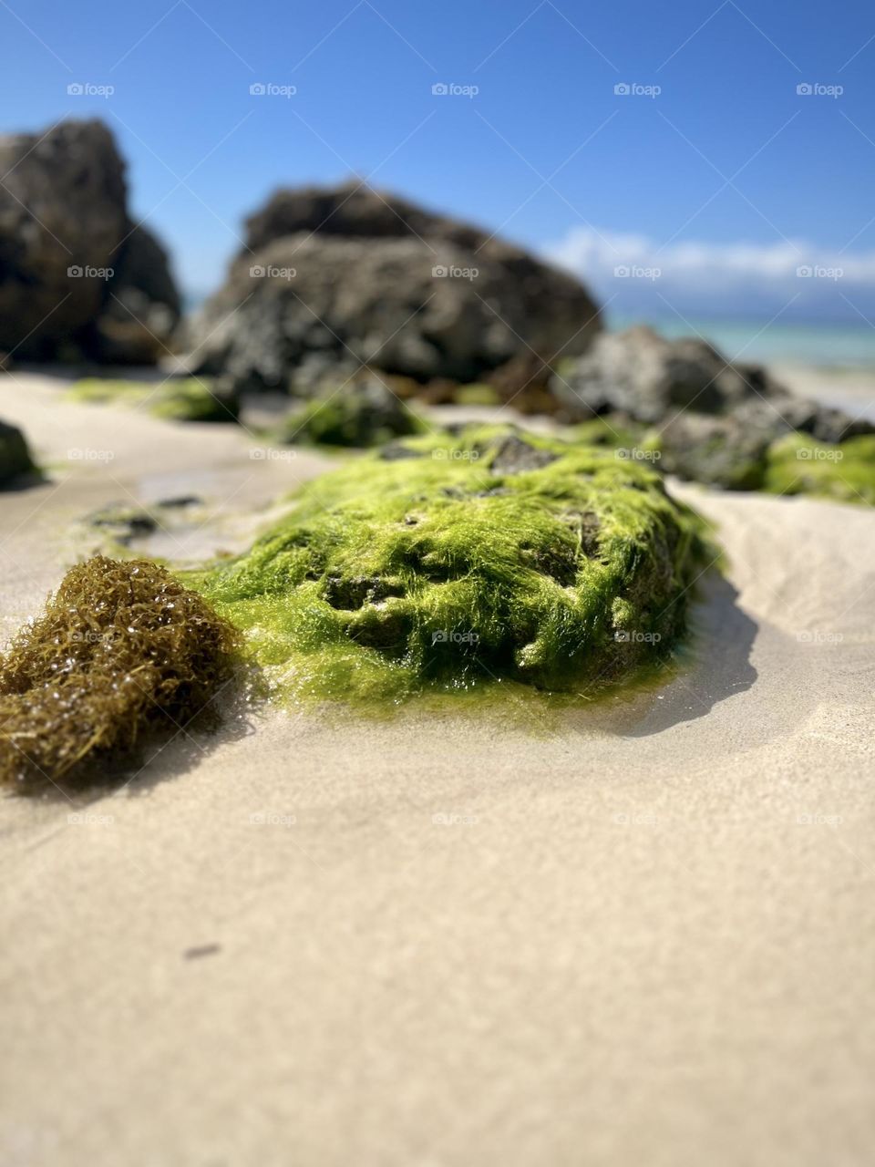 Rocks and algae 