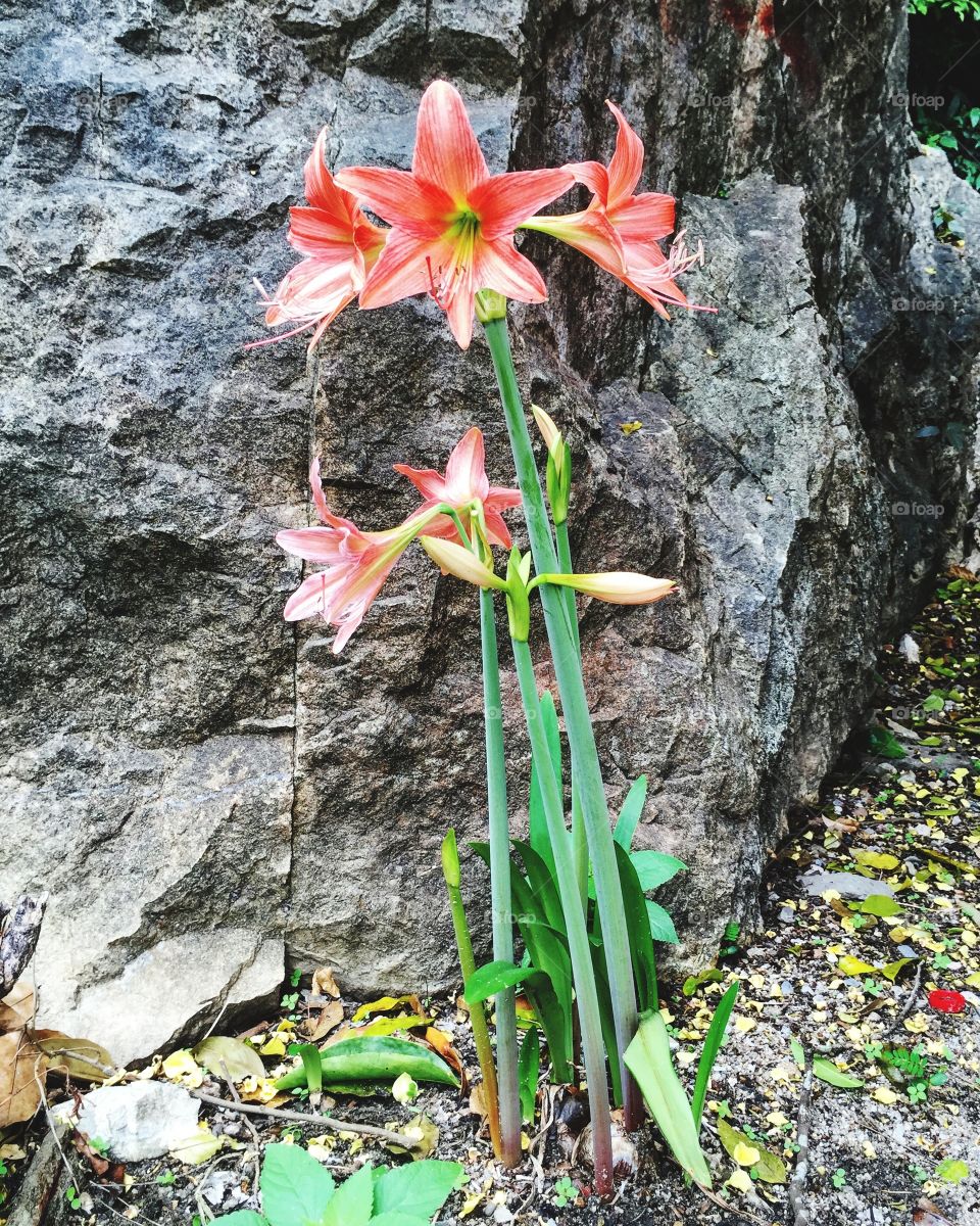 The wildflowers are near the rock