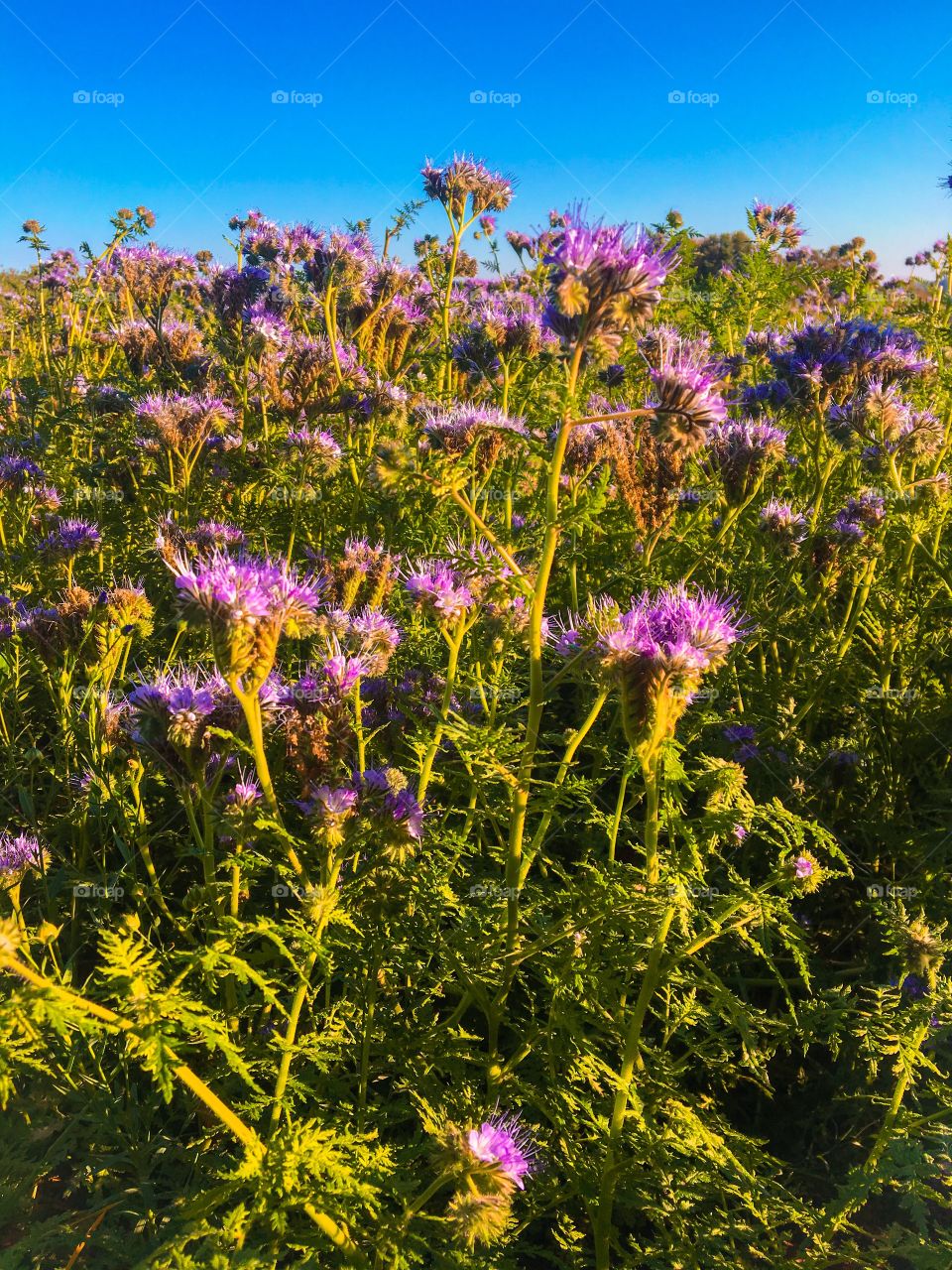 Phacelia Flowers Field and blue sky 