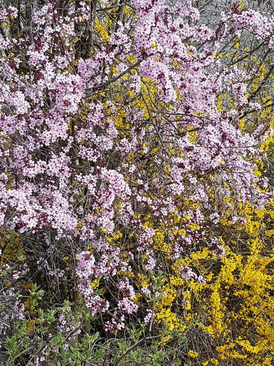 Blühender Frühling