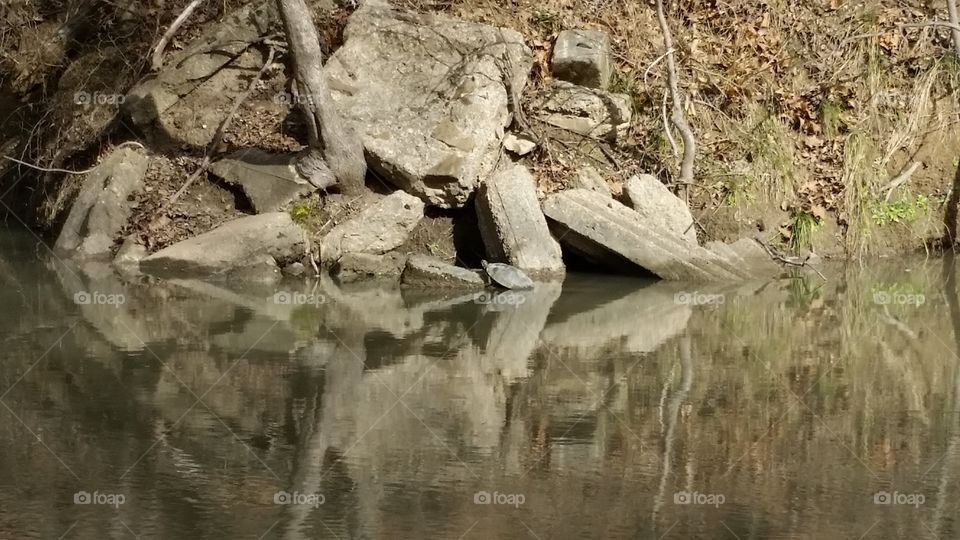 Turtle sunning on rocks