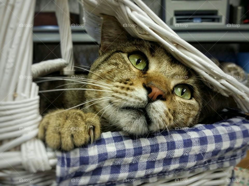 A green eyed tabby cat kitten peeking out from a basket