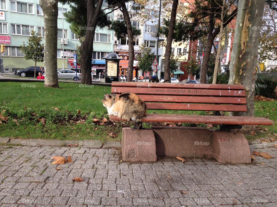 Bench, Garden, No Person, Street, Tree