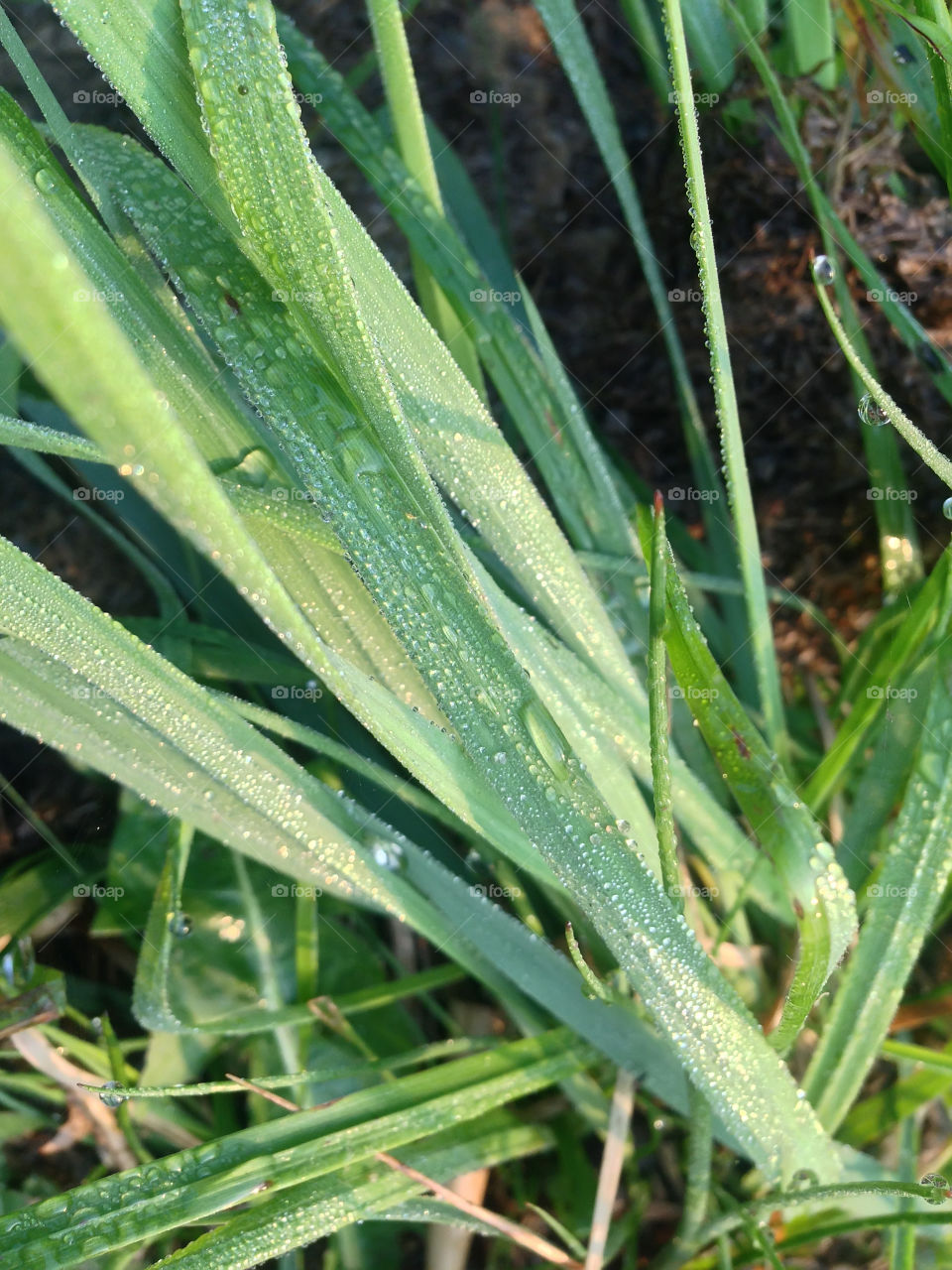 dew grass on a summer morning