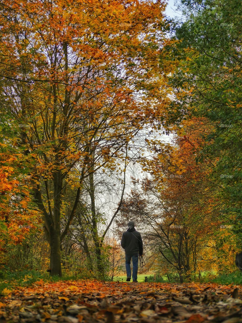 Forestwalk