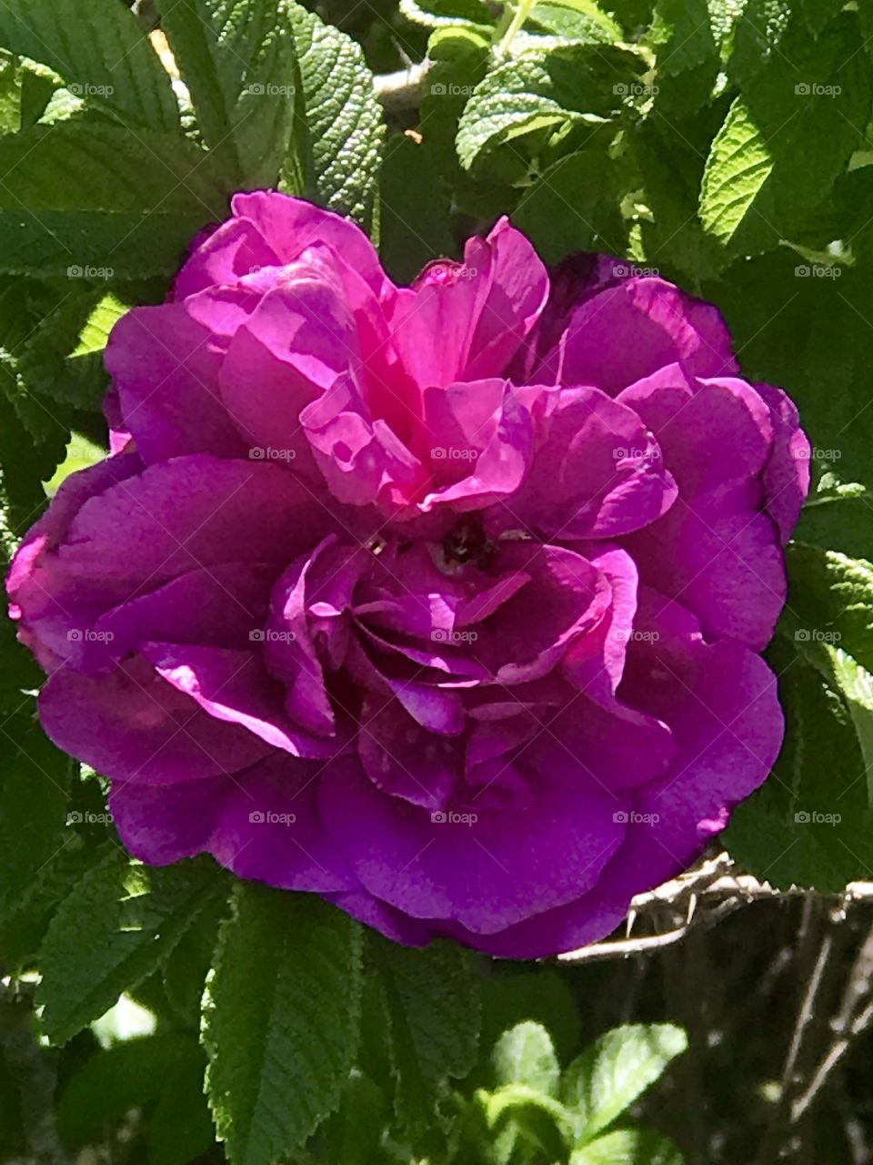 Pink peony flower