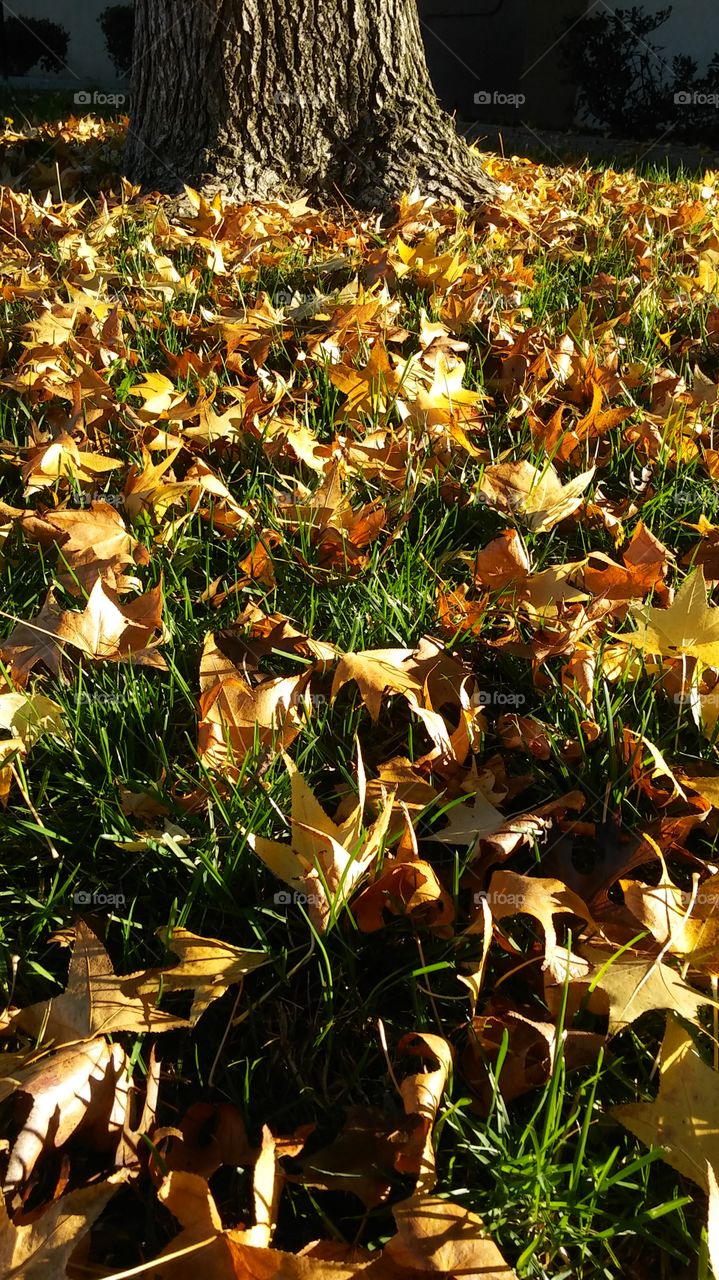 fall leaves in the grass