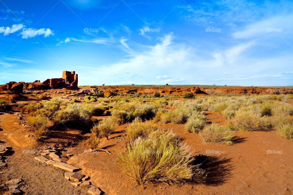 Desert plants