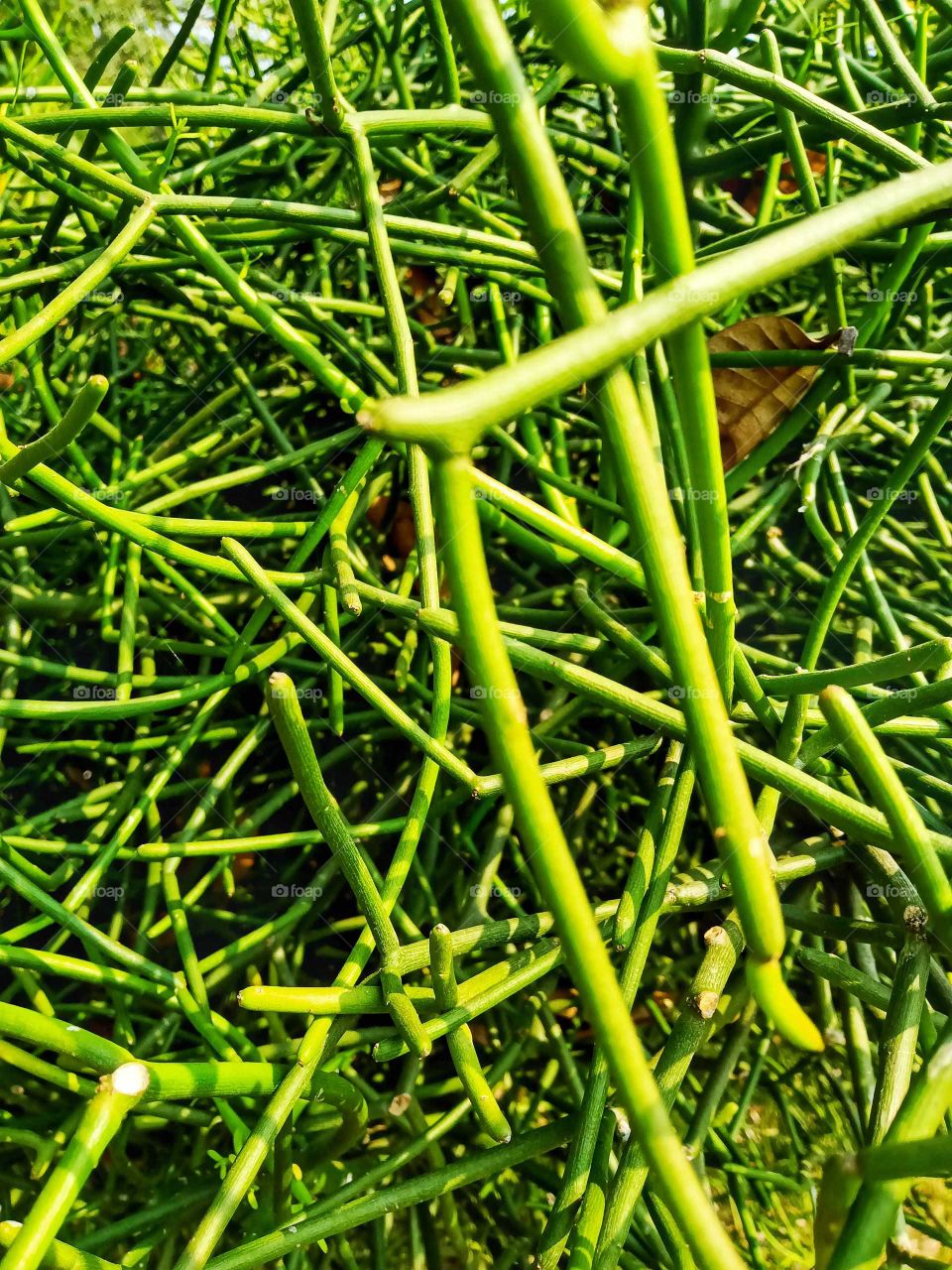 beautiful pencil cactus nice looking image india