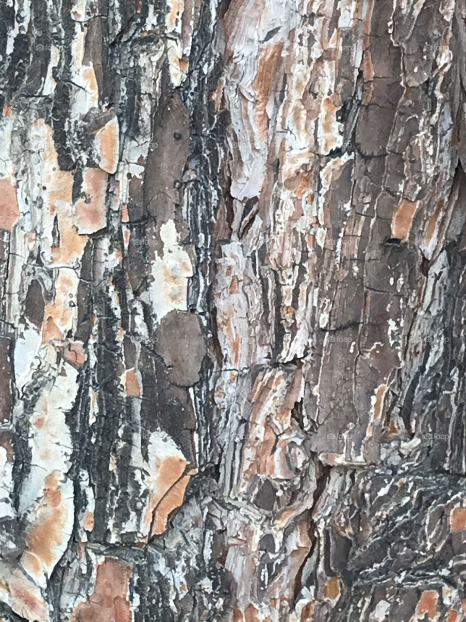 A close-up view of a tree bark. 