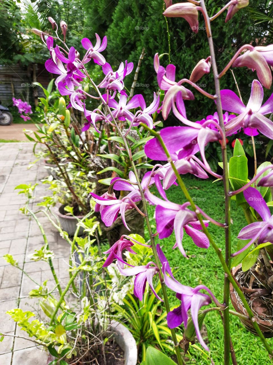 Beautifully blooming orchids in the yard