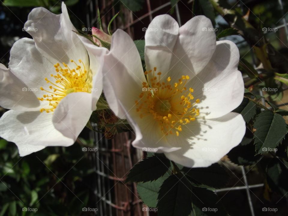 Two White Rose Flowers