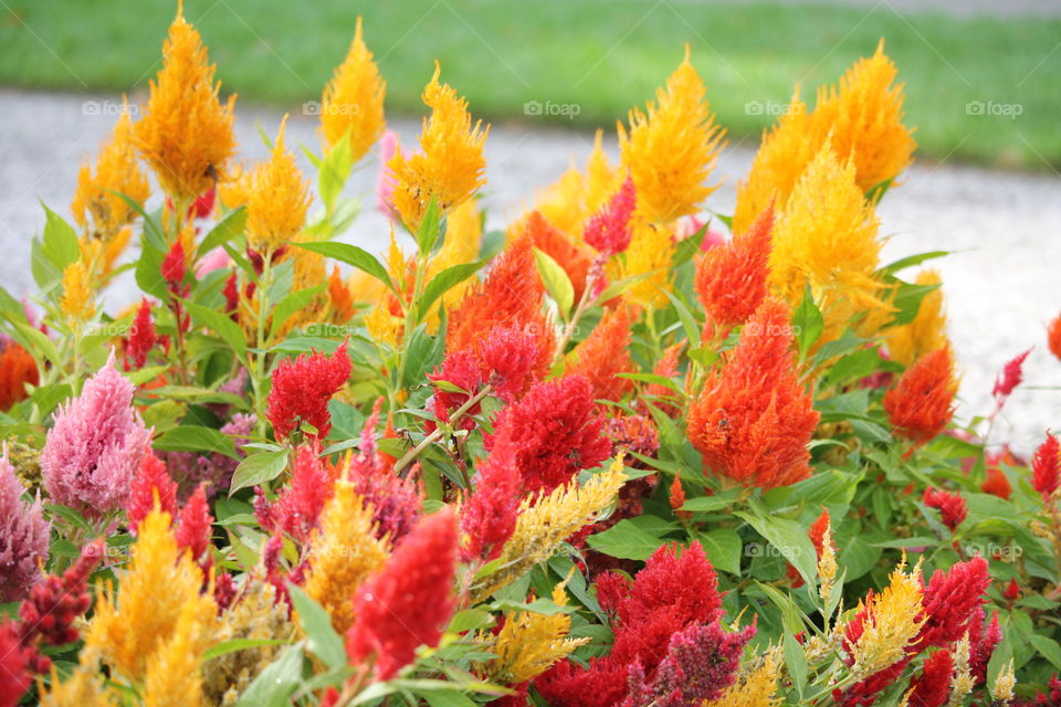 Bright colors on flower bed