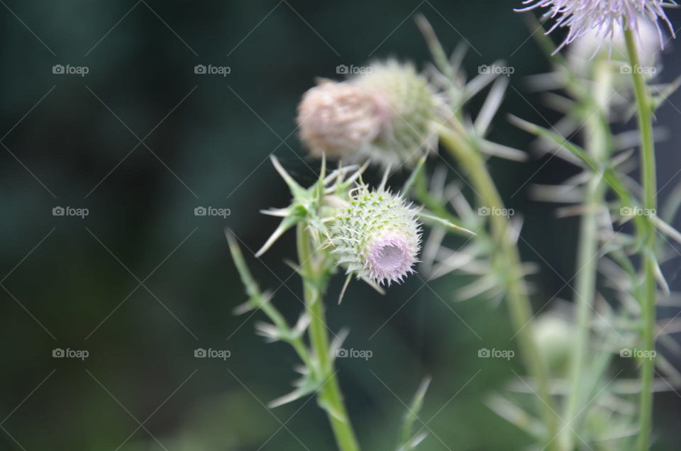 Nature, Flora, Flower, Summer, No Person