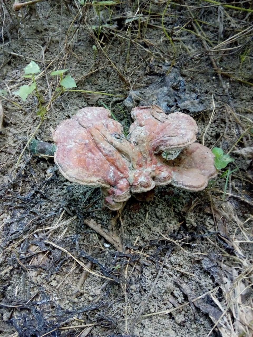 Fungus.