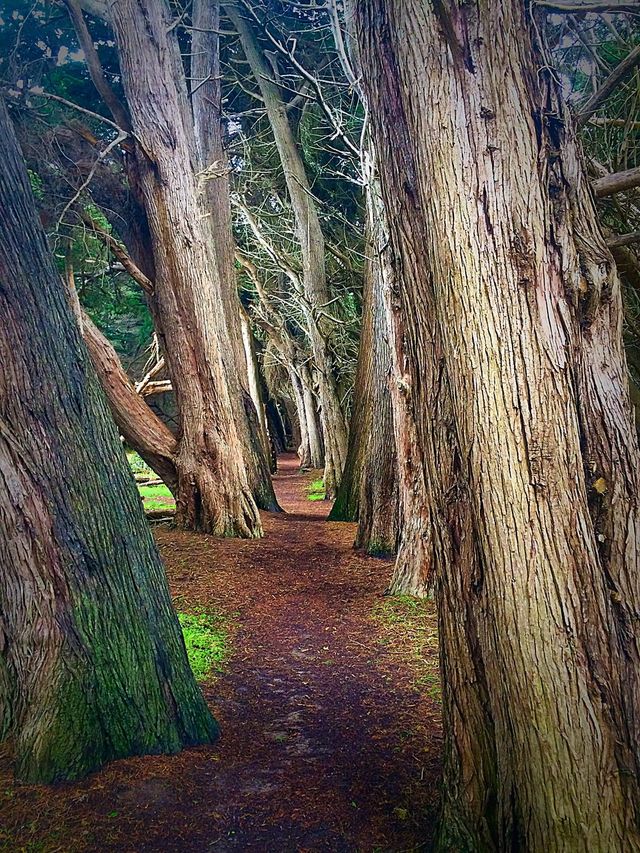 Wall of trees