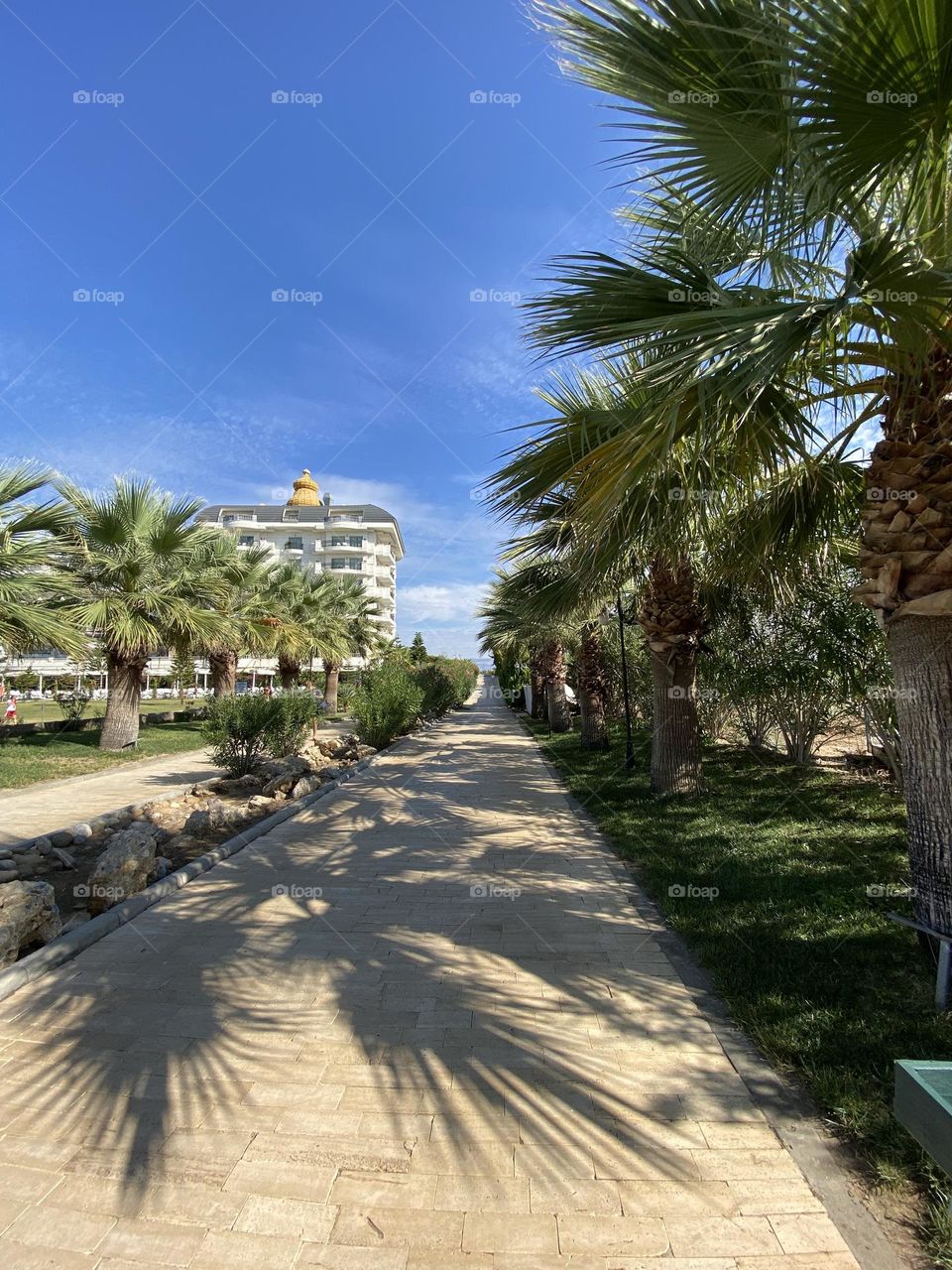 Palm tree avenue with shadows in Turkish resort 