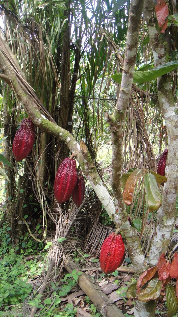 Cocoa plantation 