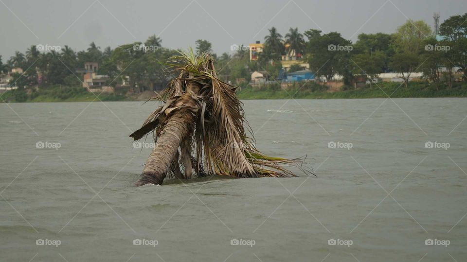 Destructive power of flood everything under water.. Remaining top of a coconut tree