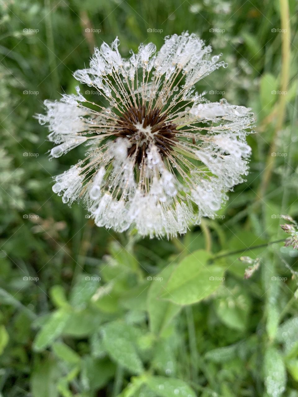 Closeup of a rain-soaked dandelion head gone to seed in a field in spring