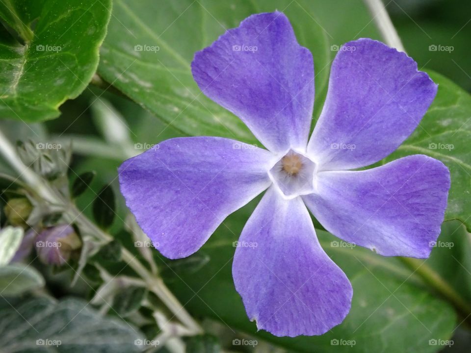 The beauty of the flowers