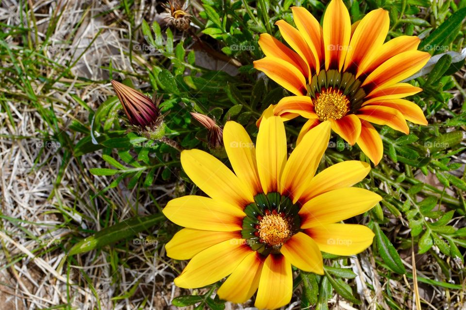 Fresh Yellow Daisies outdoors on the grass out in the grass in Spring 