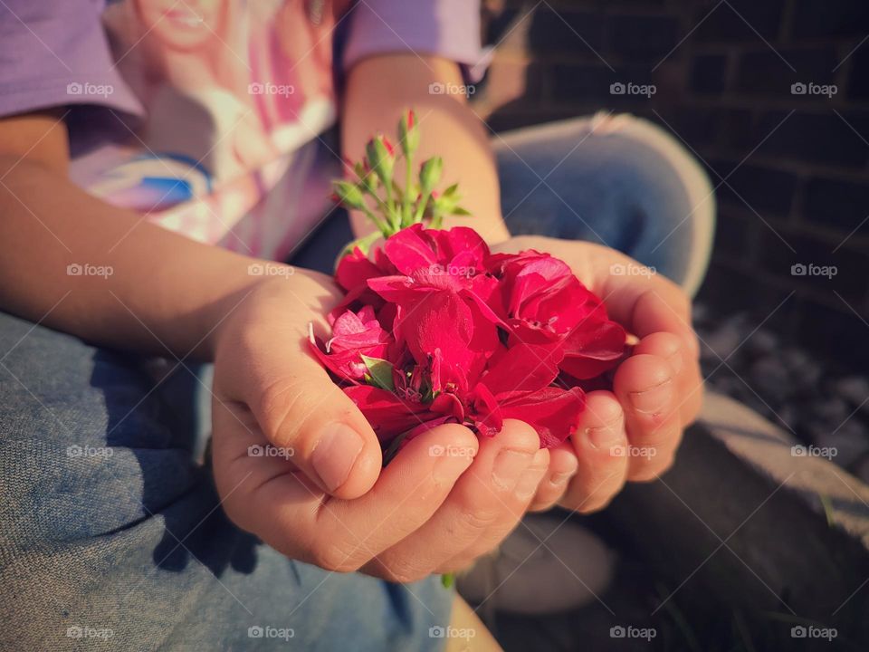 Hands holding flower petals