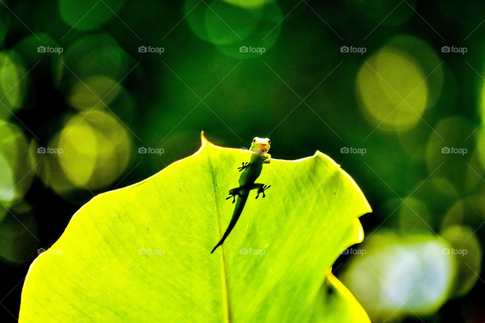 Gecko watching me from above