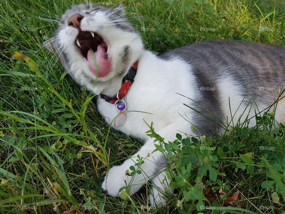 Cat eating grass